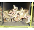 2.4m x 21mm x 21mm Pine Scotia image 2